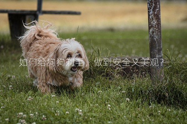 如何給狗狗剃毛,做到安全又美觀? 如何給狗狗剃毛,做到安全又美觀?