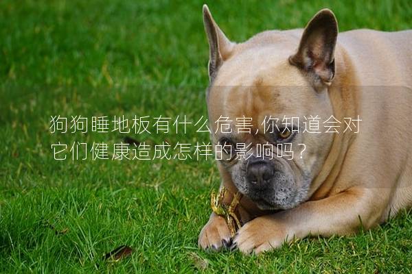 狗狗睡地板有什么危害,你知道會(huì)對(duì)它們健康造成怎樣的影響嗎？