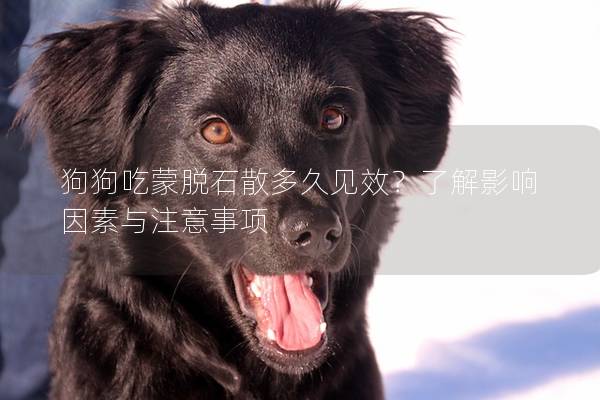狗狗吃蒙脫石散多久見效？了解影響因素與注意事項