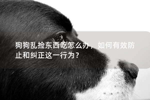 狗狗亂撿東西吃怎么辦，如何有效防止和糾正這一行為？