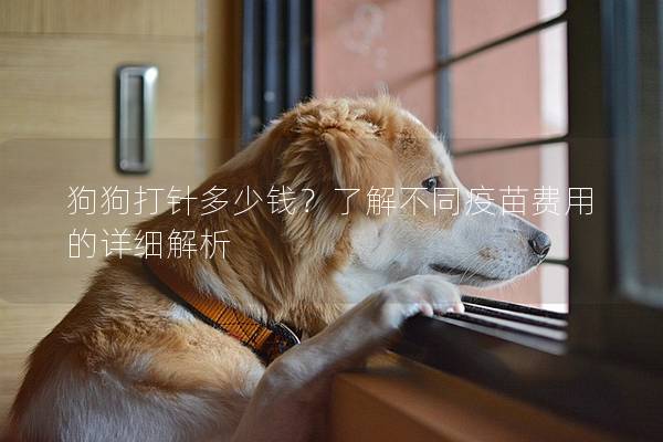 狗狗打針多少錢？了解不同疫苗費用的詳細解析