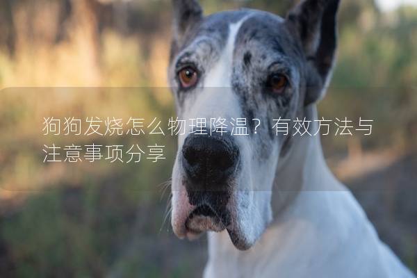狗狗發燒怎么物理降溫？有效方法與注意事項分享