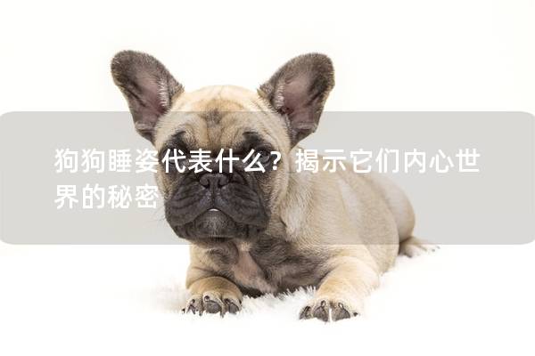 狗狗睡姿代表什么?揭示它們內心世界的秘密 狗狗睡姿代表什么?揭示它們內心世界的秘密