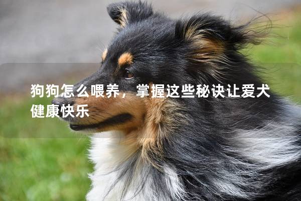 狗狗怎么喂養(yǎng),掌握這些秘訣讓愛犬健康快樂 狗狗怎么喂養(yǎng),掌握這些秘訣讓愛犬健康快樂