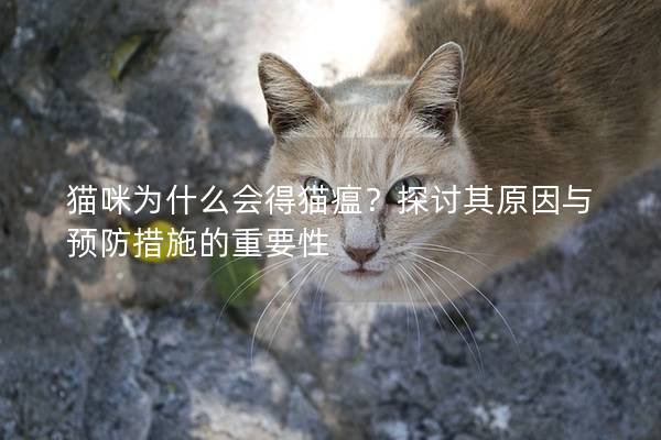 貓咪為什么會得貓瘟？探討其原因與預防措施的重要性