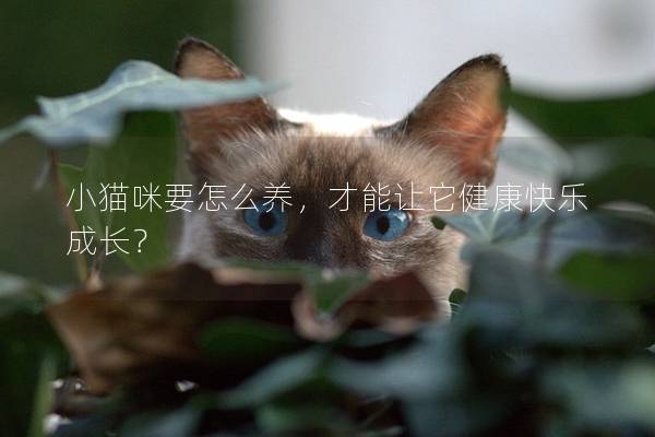 小貓咪要怎么養(yǎng)，才能讓它健康快樂成長？