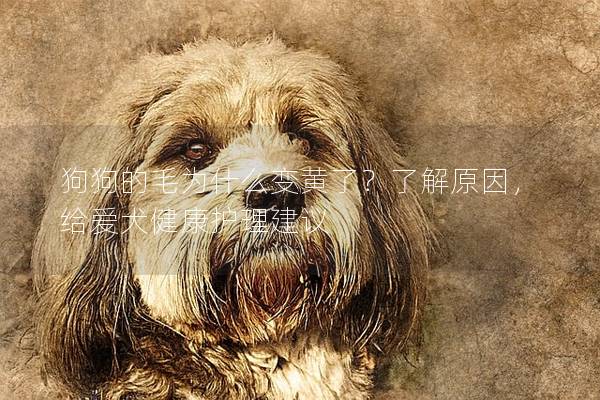狗狗的毛為什么變黃了？了解原因，給愛犬健康護理建議