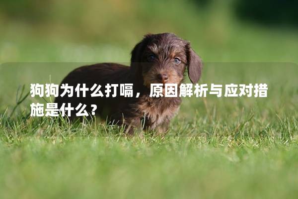 狗狗為什么打嗝,原因解析與應對措施是什么?