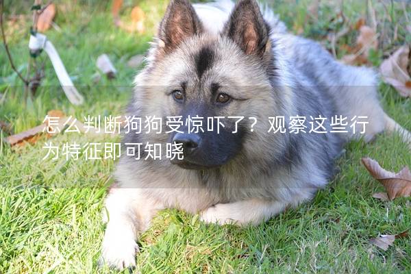 怎么判斷狗狗受驚嚇了?觀察這些行為特征即可知曉 怎么判斷狗狗受驚嚇了?觀察這些行為特征即可知曉