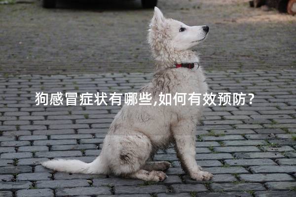 狗感冒癥狀有哪些,如何有效預防？