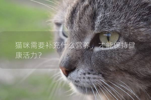 貓咪需要補充什么營養(yǎng)，才能保持健康活力？