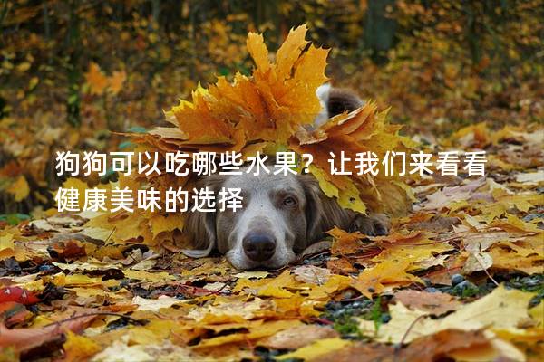 狗狗可以吃哪些水果？讓我們來看看健康美味的選擇