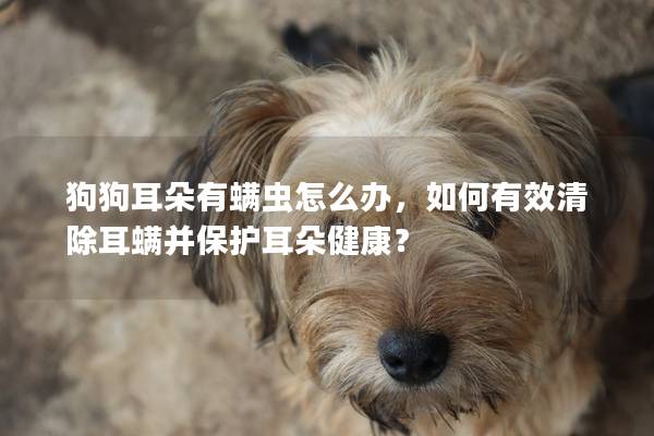 狗狗耳朵有螨蟲怎么辦，如何有效清除耳螨并保護耳朵健康？