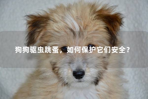 狗狗驅(qū)蟲跳蚤，如何保護(hù)它們安全？