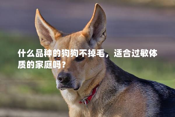 什么品種的狗狗不掉毛，適合過敏體質的家庭嗎？