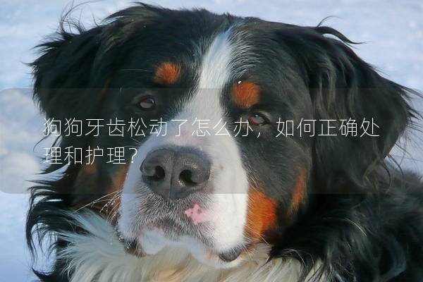 狗狗牙齒松動了怎么辦，如何正確處理和護理？