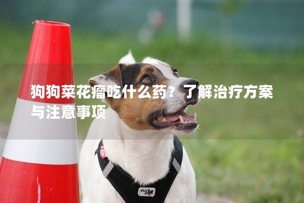 狗狗菜花瘤吃什么藥？了解治療方案與注意事項