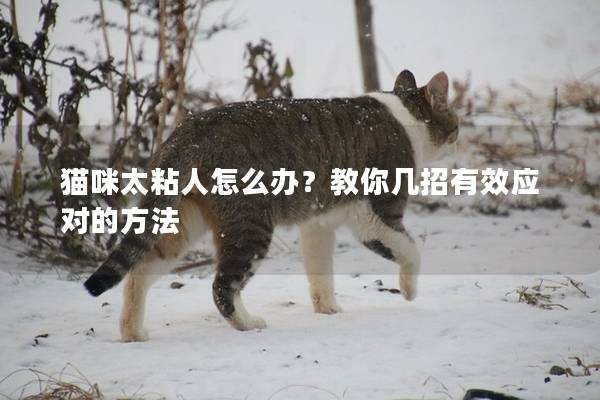 貓咪太粘人怎么辦？教你幾招有效應對的方法