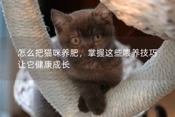 怎么把貓咪養肥，掌握這些喂養技巧讓它健康成長