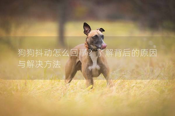 狗狗抖動怎么回事？了解背后的原因與解決方法