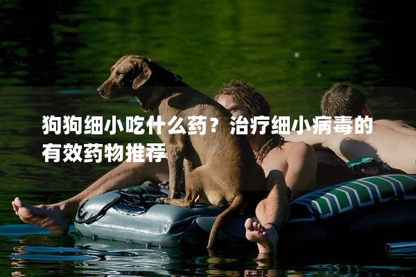 狗狗細(xì)小吃什么藥？治療細(xì)小病毒的有效藥物推薦