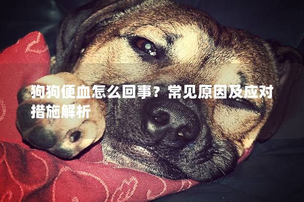 狗狗便血怎么回事？常見原因及應(yīng)對措施解析