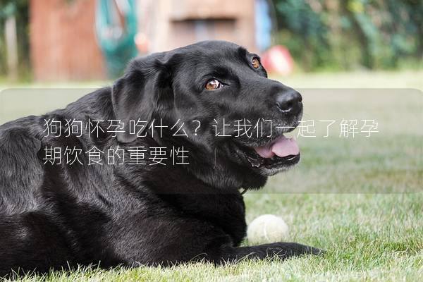 狗狗懷孕吃什么？讓我們一起了解孕期飲食的重要性