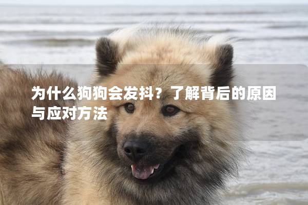 為什么狗狗會發抖？了解背后的原因與應對方法