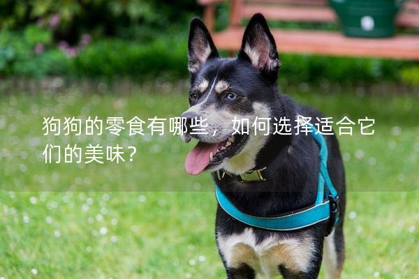 狗狗的零食有哪些，如何選擇適合它們的美味？