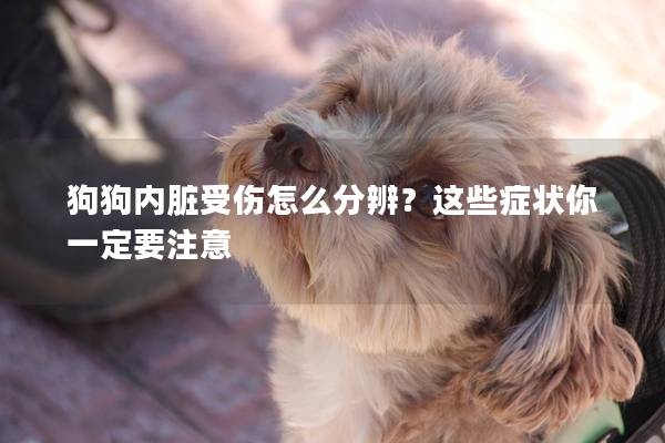 狗狗內臟受傷怎么分辨？這些癥狀你一定要注意