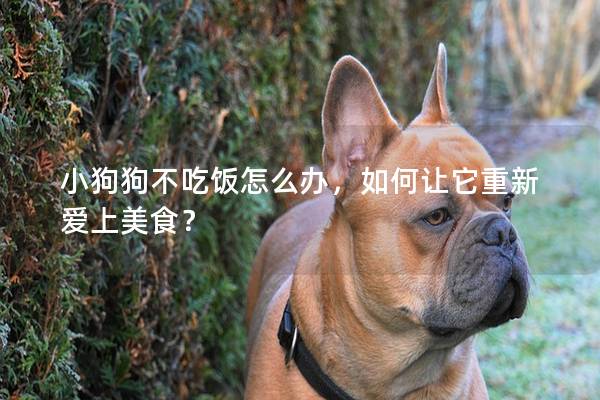 小狗狗不吃飯?jiān)趺崔k，如何讓它重新愛(ài)上美食？