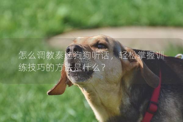 怎么調教泰迪狗狗聽話,輕松掌握訓練技巧的方法是什么?