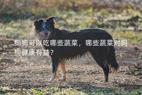 狗狗可以吃哪些蔬菜，哪些蔬菜對(duì)狗狗健康有益？