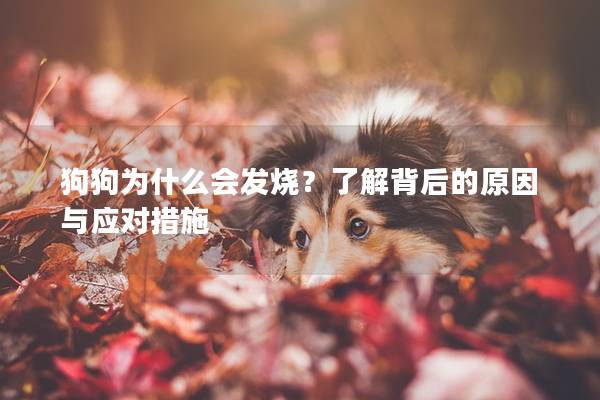 狗狗為什么會發燒？了解背后的原因與應對措施