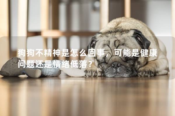 狗狗不精神是怎么回事，可能是健康問題還是情緒低落？