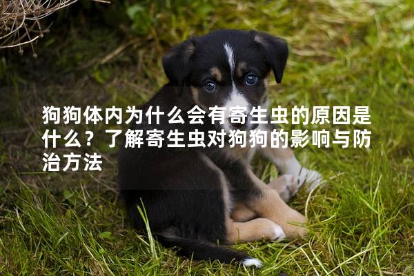 狗狗體內為什么會有寄生蟲的原因是什么?了解寄生蟲對狗狗的影響與防治方法