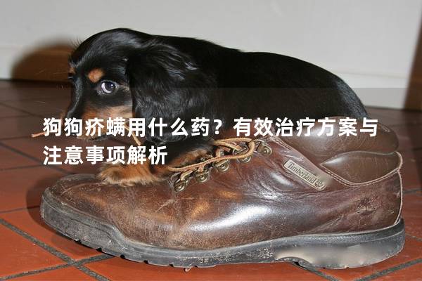 狗狗疥螨用什么藥？有效治療方案與注意事項解析