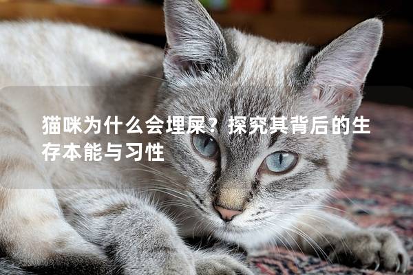 貓咪為什么會埋屎？探究其背后的生存本能與習性