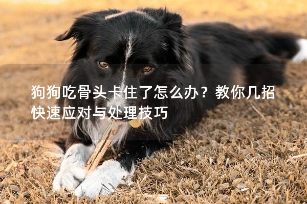 狗狗吃骨頭卡住了怎么辦？教你幾招快速應對與處理技巧