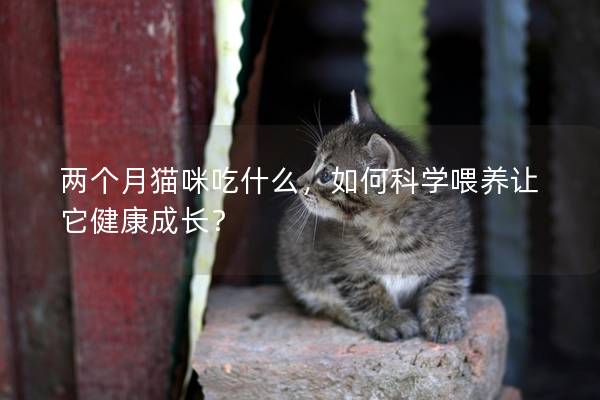 兩個(gè)月貓咪吃什么，如何科學(xué)喂養(yǎng)讓它健康成長？