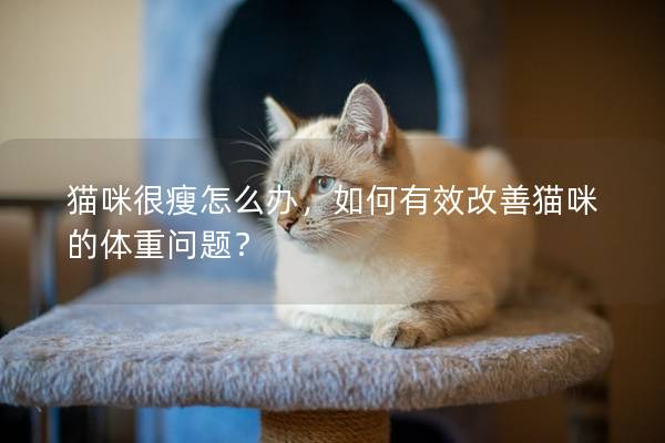 貓咪很瘦怎么辦,如何有效改善貓咪的體重問題? 貓咪很瘦怎么辦,如何有效改善貓咪的體重問題?