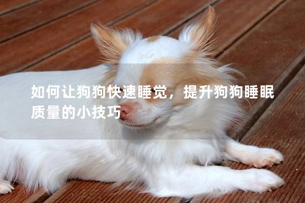 如何讓狗狗快速睡覺，提升狗狗睡眠質量的小技巧