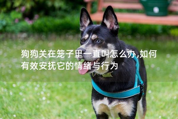 狗狗關在籠子里一直叫怎么辦,如何有效安撫它的情緒與行為