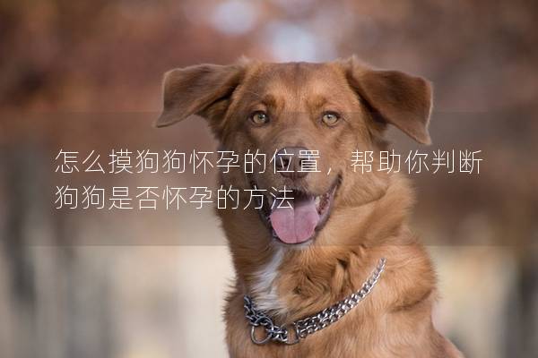 怎么摸狗狗懷孕的位置，幫助你判斷狗狗是否懷孕的方法