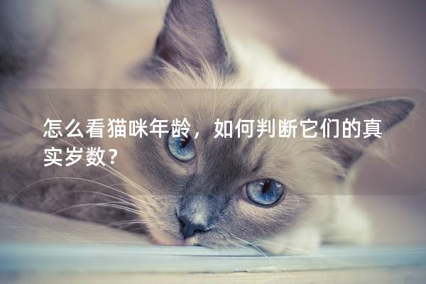 怎么看貓咪年齡，如何判斷它們的真實歲數？