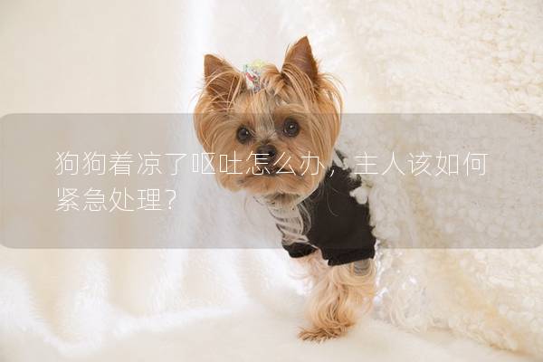 狗狗著涼了嘔吐怎么辦，主人該如何緊急處理？