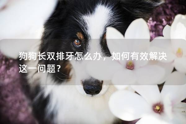 狗狗長雙排牙怎么辦，如何有效解決這一問題？