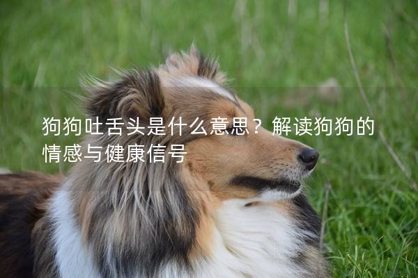 狗狗吐舌頭是什么意思？解讀狗狗的情感與健康信號