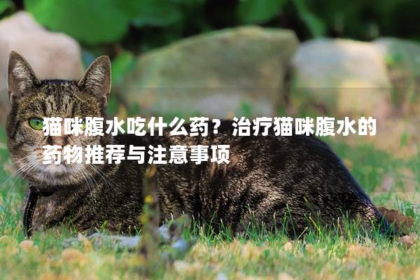 貓咪腹水吃什么藥？治療貓咪腹水的藥物推薦與注意事項(xiàng)
