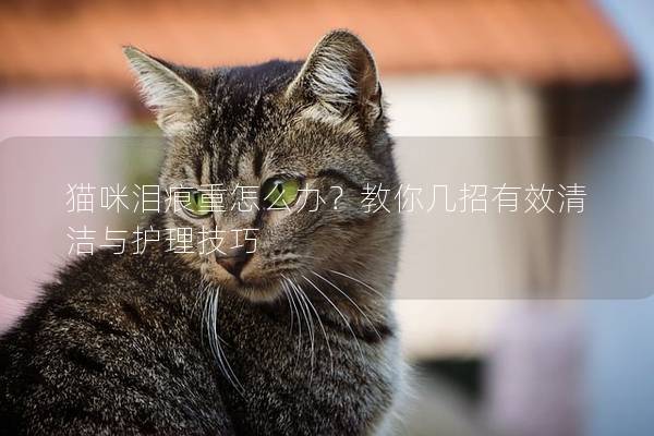 貓咪淚痕重怎么辦？教你幾招有效清潔與護理技巧